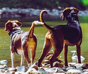 twee honden uitkijkend alsof ze naar iets op zoek zijn of afwachten