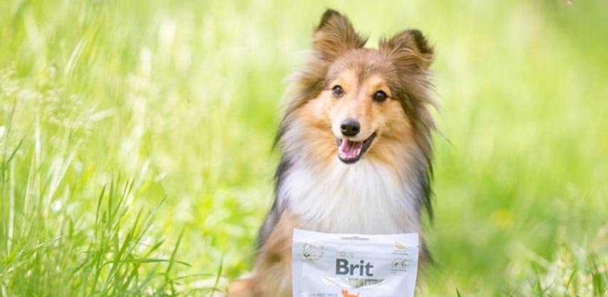 Brit superfood voor honden super voeding